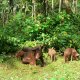 69- La famille cochon sur le bord du chemin 